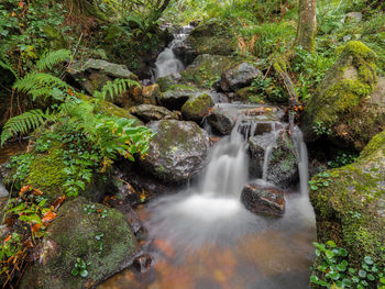 Waterfall in forest