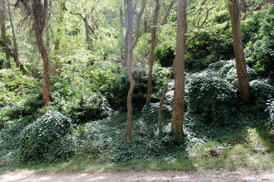 Trees in forest