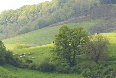 Scenic view of green landscape against sky