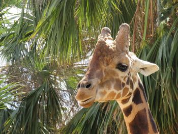 Close-up of giraffe against palm trees