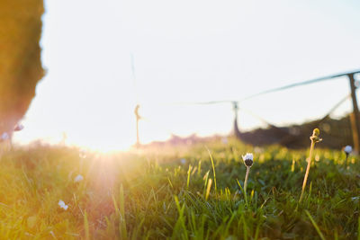 Close-up of grass on field against clear sky