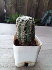 Close-up of succulent plant on table