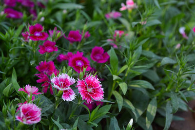 Close-up of pink flowering plants