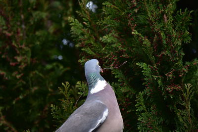 Close-up of bird perching on a plant