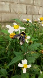 Close-up of bee pollinating on fresh flower