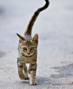 Portrait of cat