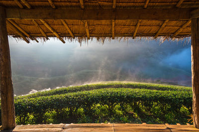 Tea plantation on doi ang khang mountain by built structure