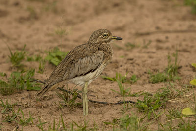 Close-up of bird perching on sand and grass