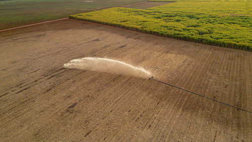 High angle view of cat on field