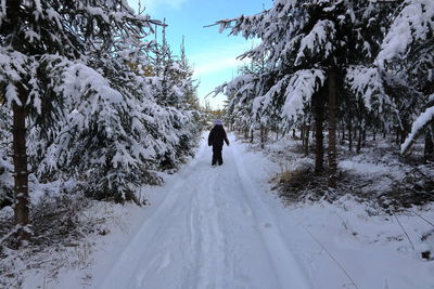 Rear view of person walking in the woods covered by snow 