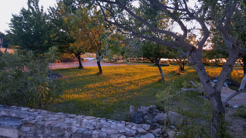 Trees growing in park