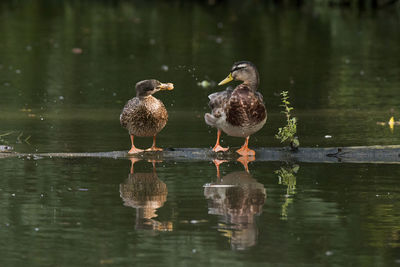 Ducks in a lake