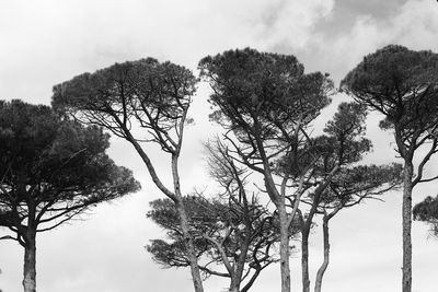 Low angle view of silhouette trees against sky