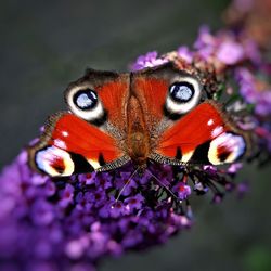 Close-up of bee on purple flower