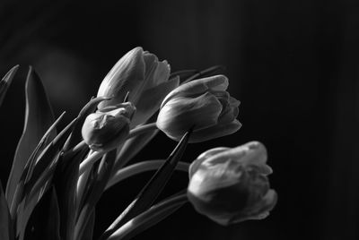 Close-up of day lily blooming outdoors