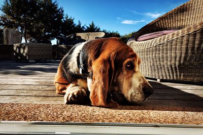 Close-up of a dog looking away