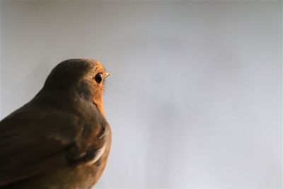 Close-up of a robin looking into the distance