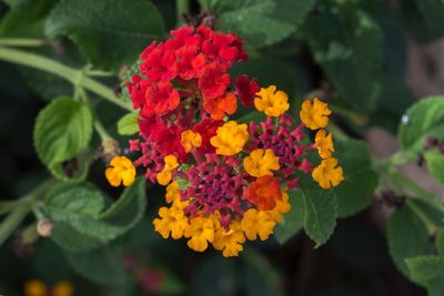 Close-up of yellow flowering plants