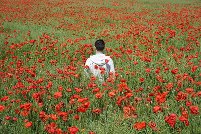 Rear view of man in poppy field