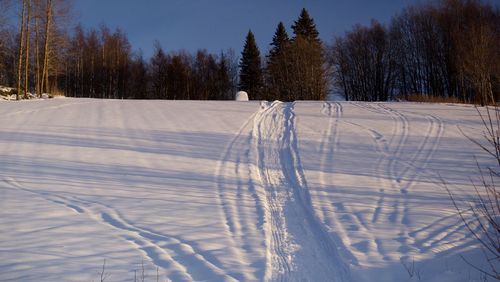 Snow covered land and trees on field with snowmobile tracks