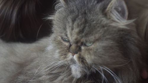 Close-up of a cat