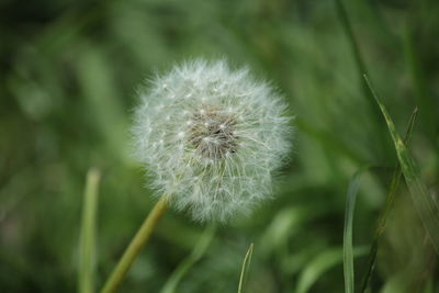 Close-up of dandelion