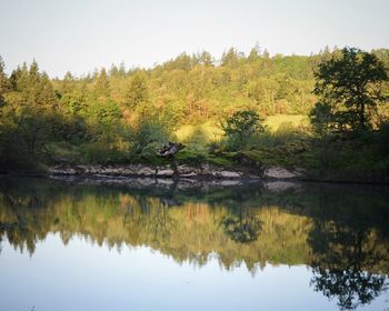 Scenic view of lake by trees against sky