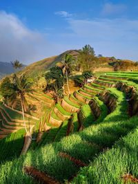 Scenic view of agricultural field against sky