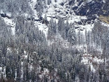 Aerial view of pine trees during winter