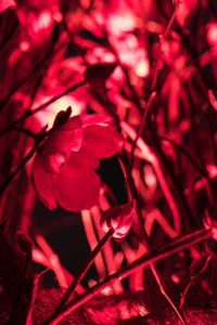 Close-up of red flowers blooming outdoors