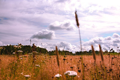 Panoramic shot of field against sky