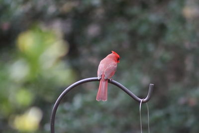 Close-up of bird perching on branch