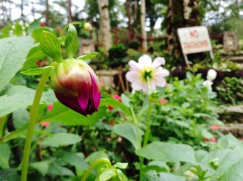 Close-up of pink flower buds growing on plant