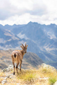 A female ibex in mountain valleys of the italian pre-alps