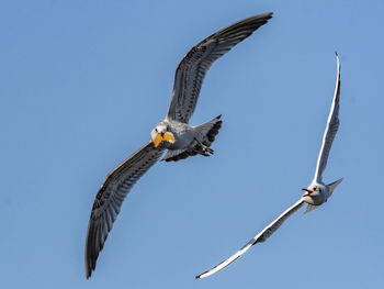 Low angle view of eagle flying in sky