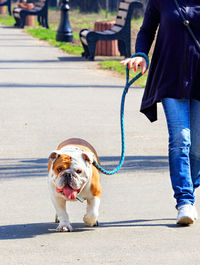 A large english bulldog on a powerful leash walks on a tiled sidewalk.
