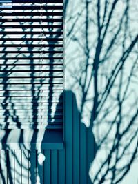 Low angle view of bare trees and building