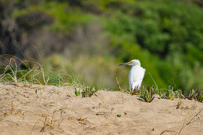 Aquatic bird in calm water and sand with a large rock bottom.