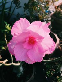 Close-up of pink flower