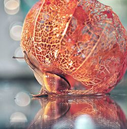 Close-up of red berries on glass table