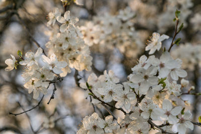 Close-up of white cherry blossom tree