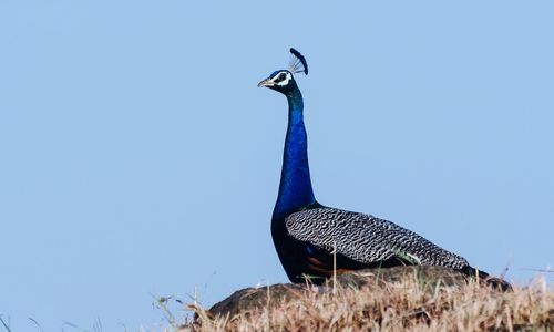 Close-up of peacock on field against clear sky