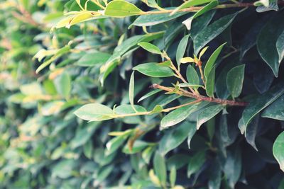 Close-up of fresh green leaves