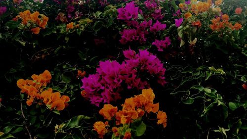 Close-up of flowers