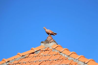 Low angle view of bird perching on roof against clear blue sky