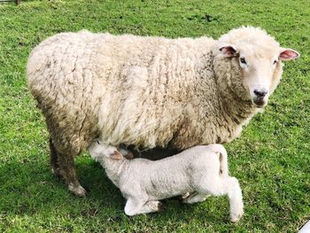 Sheep in a field