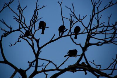 Low angle view of silhouette bird perching on bare tree against clear sky