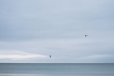 Birds flying over sea against sky