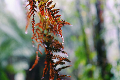 Close-up of fern plant