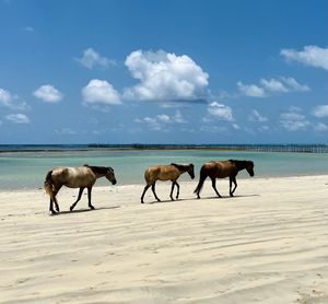 Horse on beach against sky